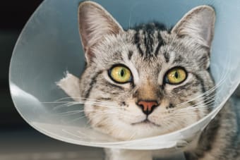 Male Cat Before & After Neutering: Behavior & Recovery