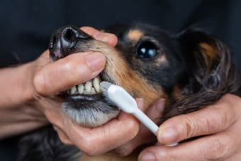 Common Dental Problems in Dogs