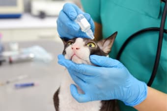 Can Neosporin Treat My Cat's Eye Infection?