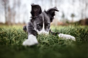 How to Raise a Puppy: Guide for the First Year