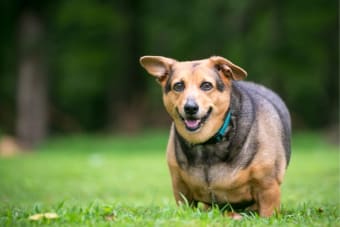 Is Your Dog Overweight? How To Recognize And When To Act