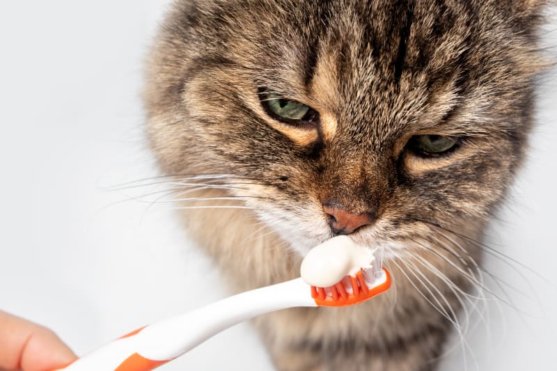 What Every Owner Should Know About Cats Dental Hygiene Brodheadsville Vets