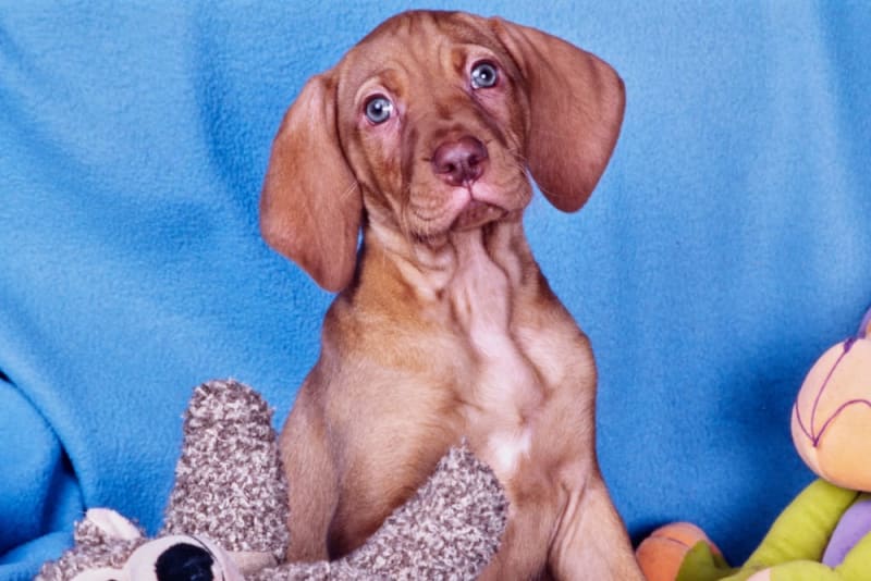 Guide On How To Get Your Dog Fixed Middlesex Vets