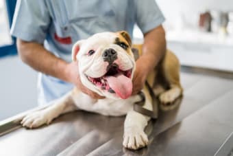 Dog vaccinations: Everything You Should Know