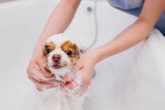 When & How to Groom a Puppy for the First Time