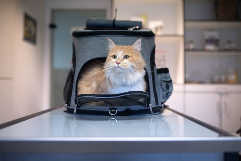 Where I Can Leave My Cat While On Vacation 