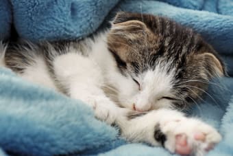 Cats & Colds: Can They Get Them & What To Do?