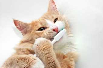 Best cat toothbrush and toothpaste best sale