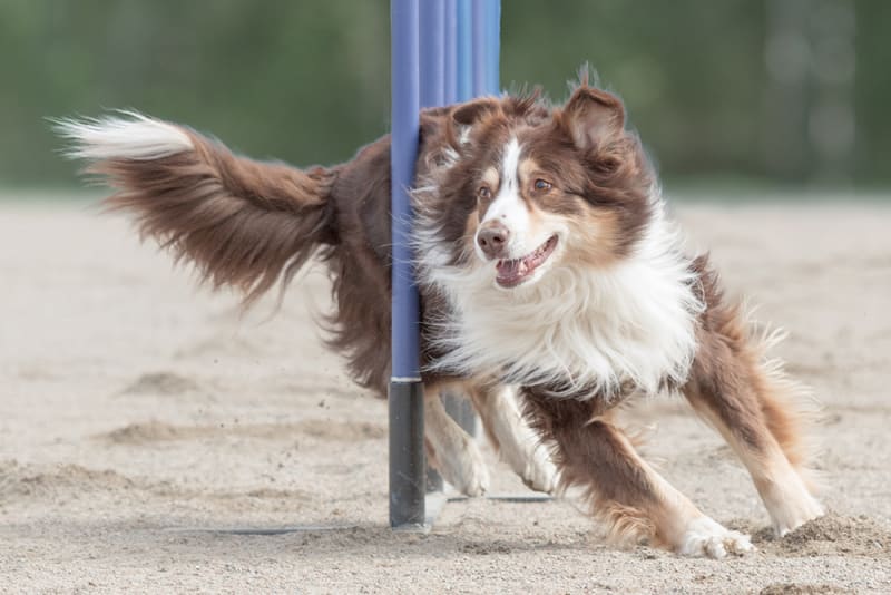 Common Orthopedic Conditions & Problems Seen in Dogs Seattle Vet
