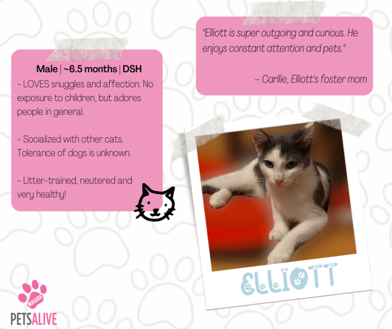 Elliott Available for Adoption Pets Alive Niagara