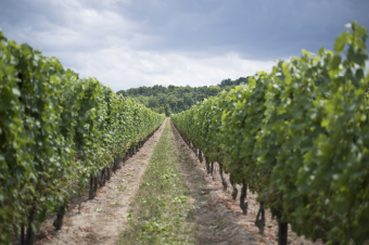 Year 4 Grape & Wine Science Cluster Research Update