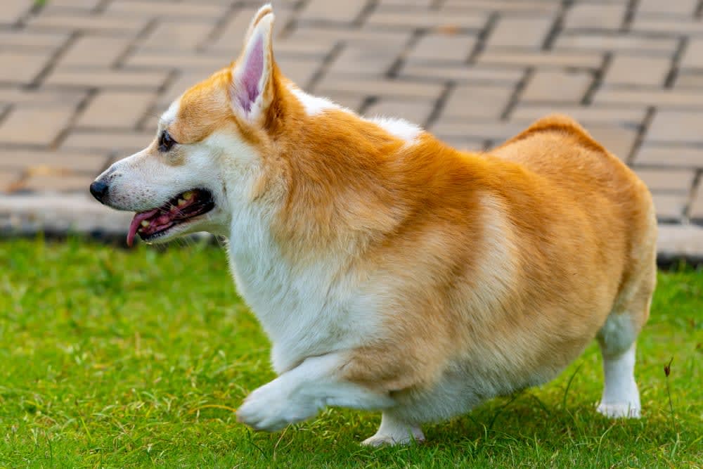 Is Your Dog Overweight? Signs, Symptoms & What to Do