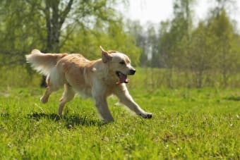 What Is FHO Surgery In Dogs? | Stockton Vets