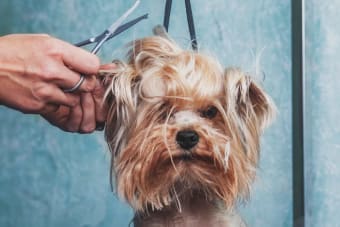 What You Should Know About Dog Grooming