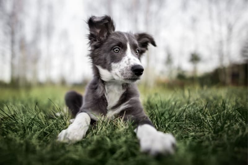 Should I Get My Dog Vaccinated Dog Puppy Vaccine Schedule 