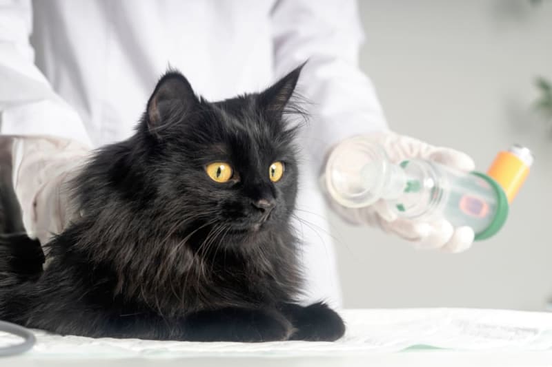 View of Cat Urinary Tract Infection | Knightdale Vets
