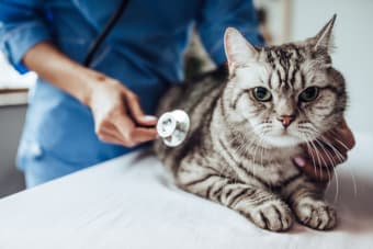 Cat Hernia Surgery