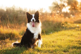 Blood in Dog's Stool: Is It an Emergency?