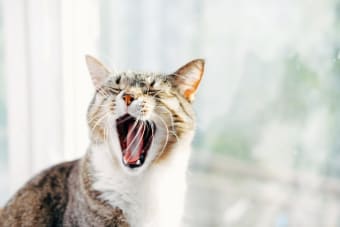 Dental Disease in Cats: Common Teeth Problems