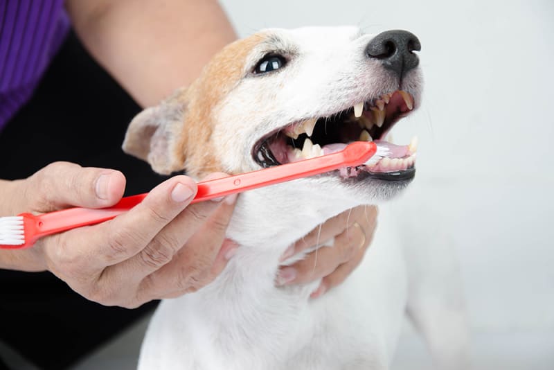 How To Improve Your Dog's Dental Health Seattle Vet