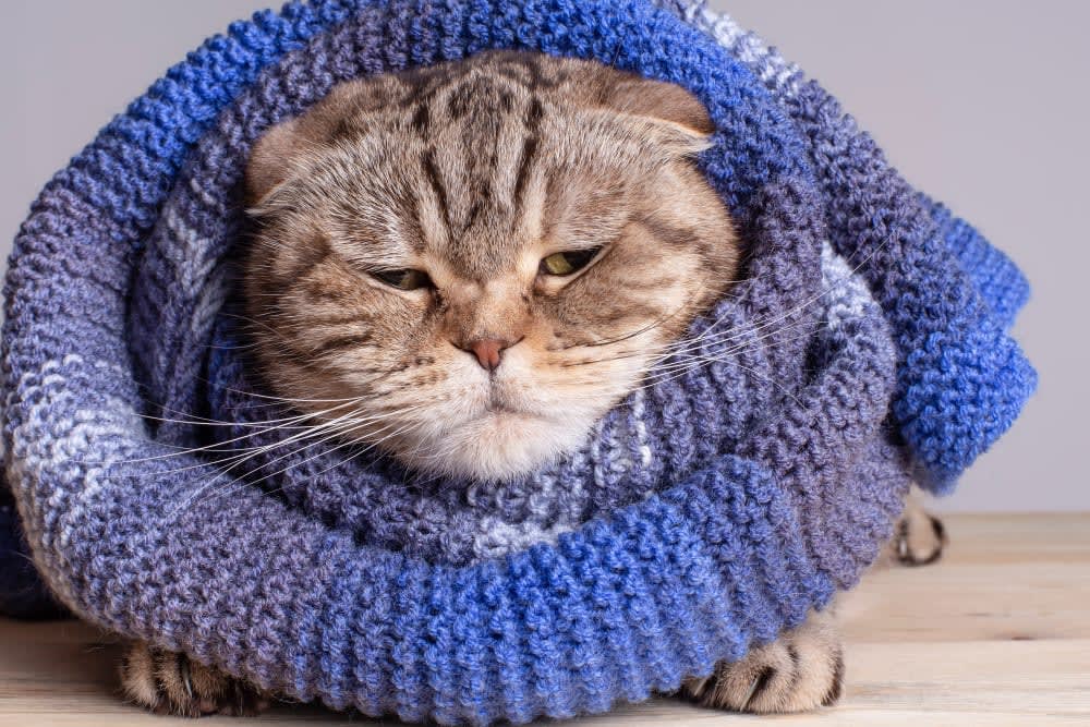 Cats & Colds: Can They Get Them & What to Do?