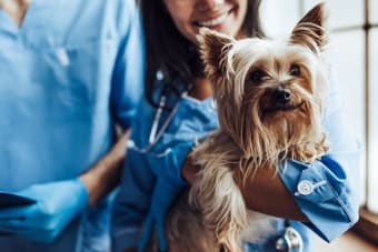 Puppy Vaccination Schedule