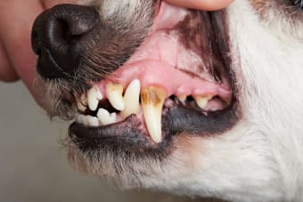 Cavities in Dogs