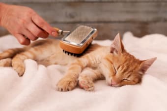 Cat Grooming: Bathing, Hair Cutting & Nail Clipping