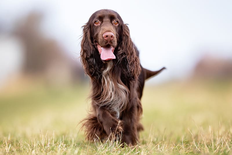 Understanding Your Dog's Blood Tests Orange County Vet