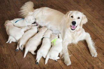 C-Section for Dogs: Everything You Should Know