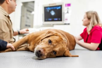 Surgery in Dogs: Everything You Need to Know