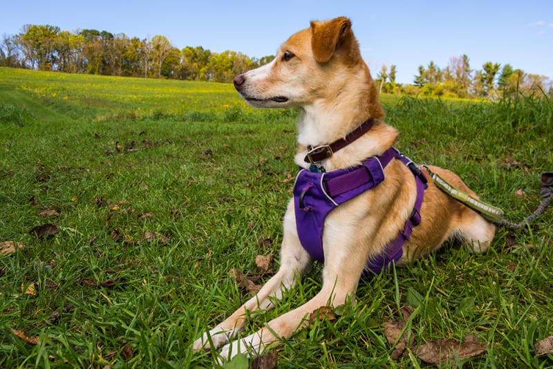 Bordetella Your Dog s Health Brodheadsville Vets Dog Kennel Cough bordetella-your-dog-s-health-brodheadsville-vets-dog-kennel-cough