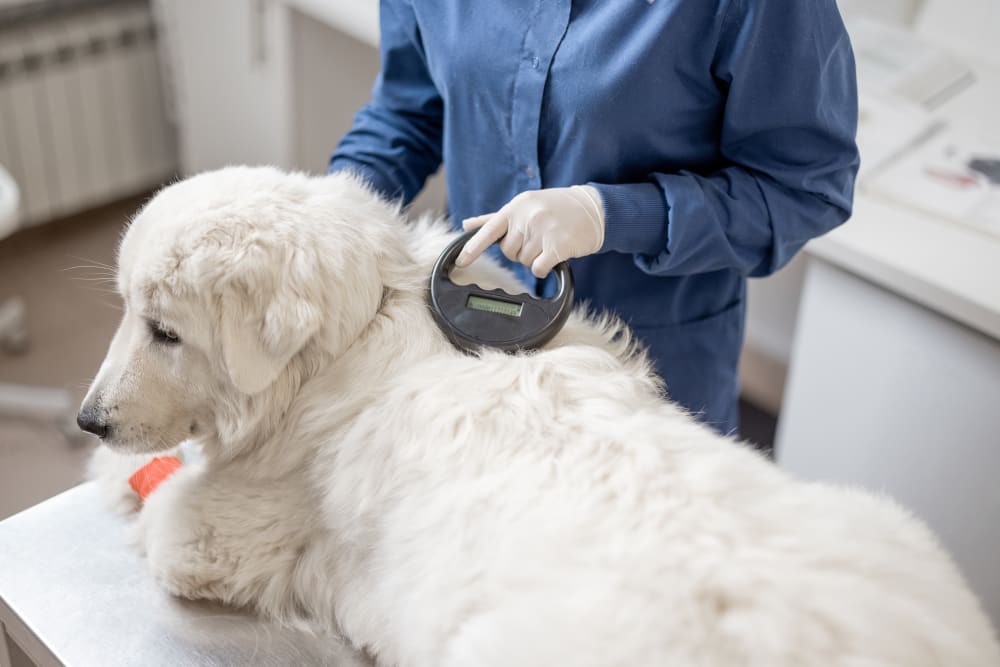 Should I get my dog microchipped?