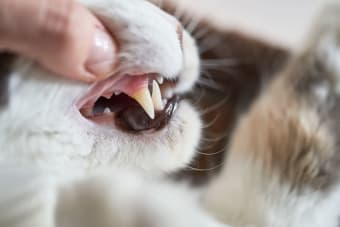 Gingivitis in Cats - Symptoms, Causes & Treatments