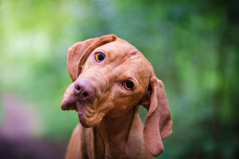 Getting your dog fixed What To Know Laguna Beach Vet Surgery