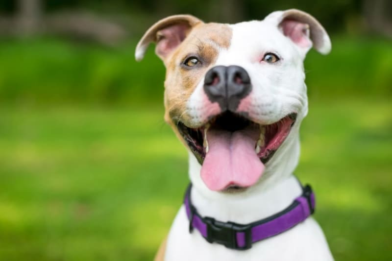 How to Get Rid of a Yeast Infection in a Dog's Ear Orange Park Vets