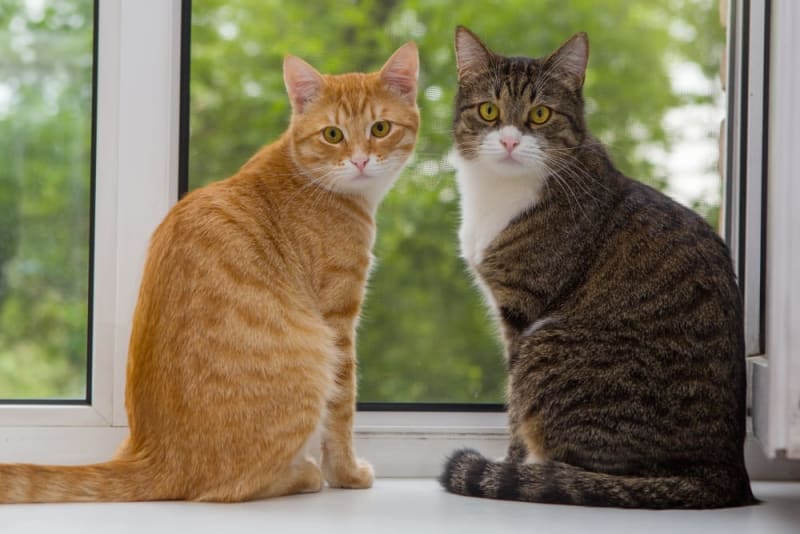 Does My Cat Need a Friend? Wisconsin Dells Vets