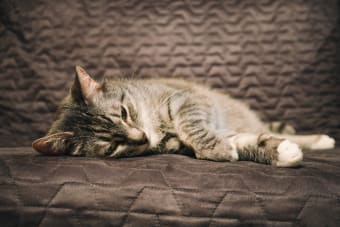 Diarrhea in Cats: Common Causes & When It's Serious