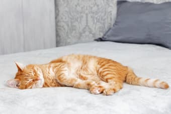 Signs of Pneumonia in Cats