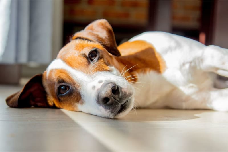 Dog Neck Injury Farmington Hills Vets