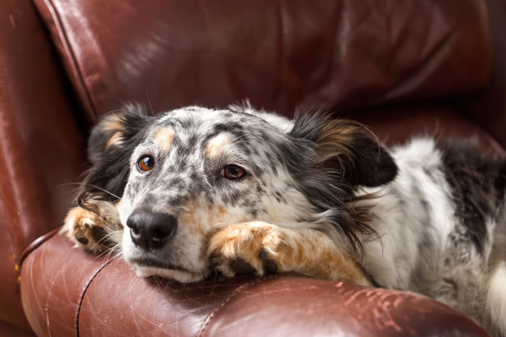 Puppies, Dogs & Parvovirus: What You Need to Know
