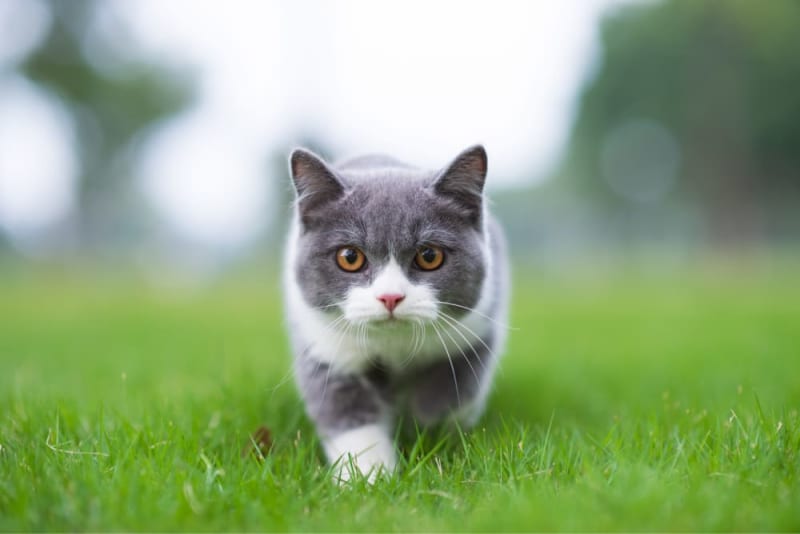 Cat Wound Care Treating Injuries Animal Emergency Clinic St. Louis