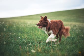 Importance of Parasite Control in Dogs