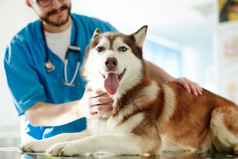 Getting Your Dog Fixed: When & What to Know