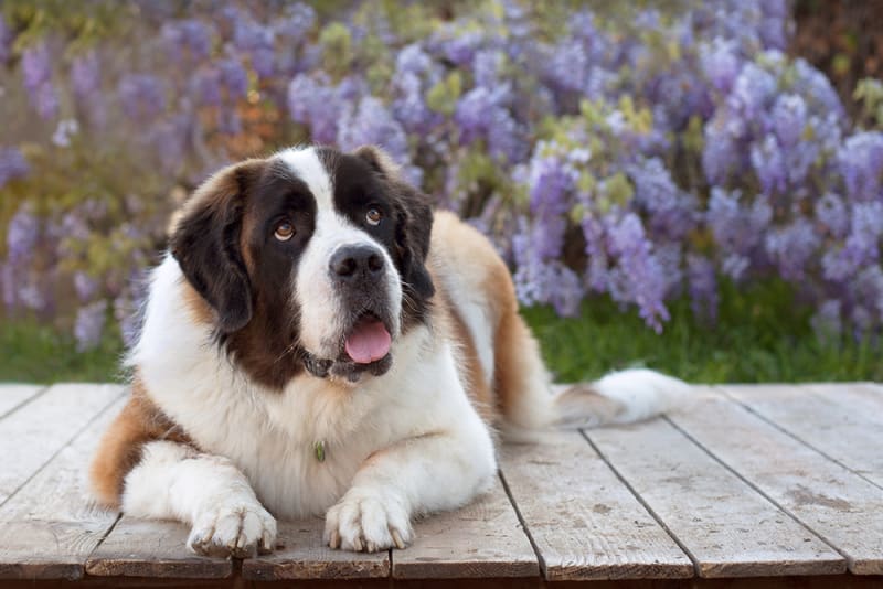 Vaccine Reactions in Dogs Brodheadsville Vets Dog Vaccines