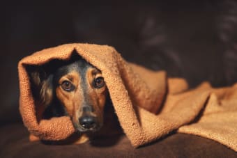 Grooming & Anxiety in Dogs: What to Do & How to Help