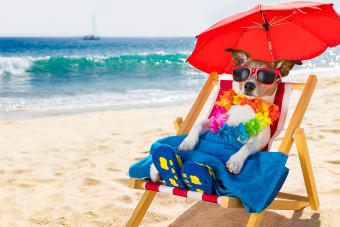 Hot Dog Summer: Preventing Heatstroke in the California Sun