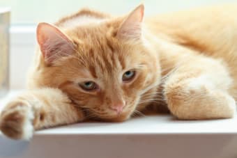 Stomach Cancer in Cats