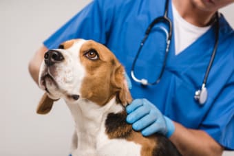 Importance of Parasite Control in Dogs