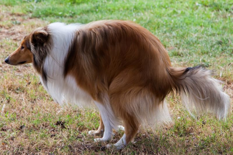 Picture of Constipation in Dogs | Carlsbad Vets